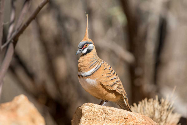 Rotschopftaube (Geophaps plumifera) - Spinifex pigeon - 1