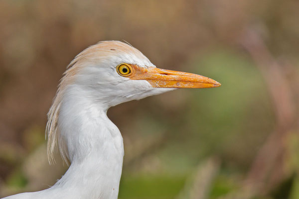 Kuhreiher (Bubulcus ibis) auf Fuerteventura