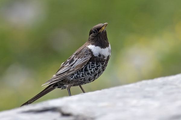 Ringdrossel (Turdus torquatus) - 3