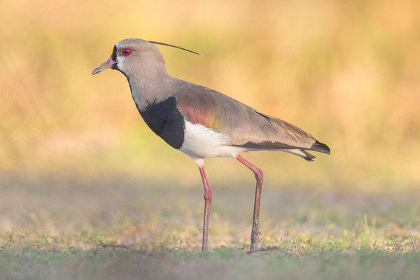 Bronzekiebitz (Vanellus chilensis), Pantanal-cc-1