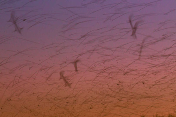 Bergfinken fallen am Schlaplatz ein bei Haiger ein im Winter 2015 - 2