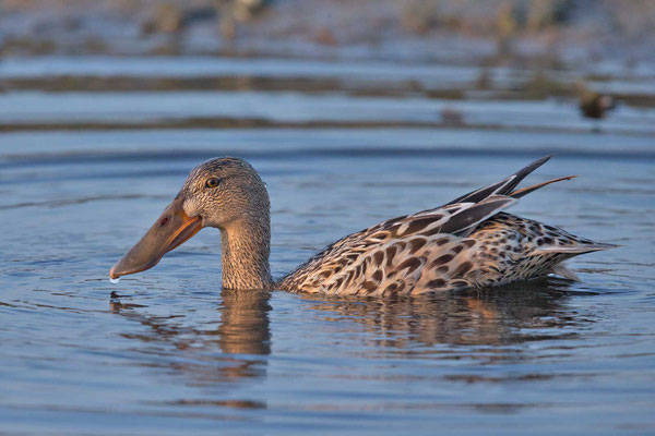 Schwimmende Löffelente im Katinger Watt. 