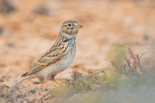 Stummellerche (Calandrella rufescens) in der Steppe vin Tindaya auf der Insel Fuerteventura.