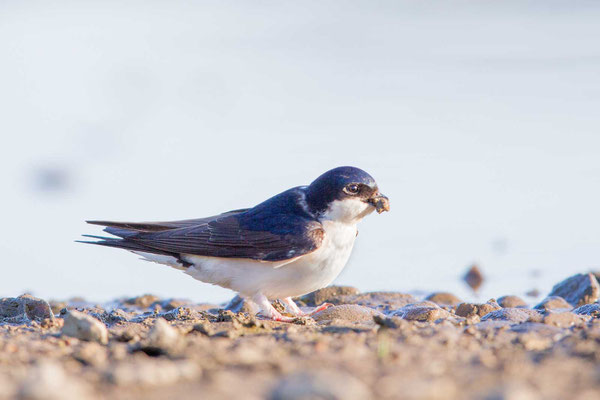 Mehlschwalbe  Delichon urbicum, Northern House-Martin - 6