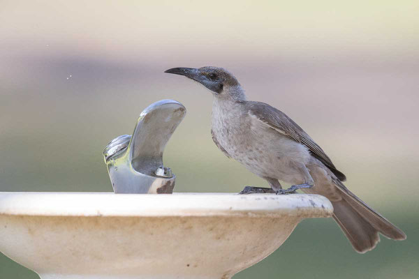 Glattstirn-Lederkopf, Little Friarbird, Philemon citreogularis - 4