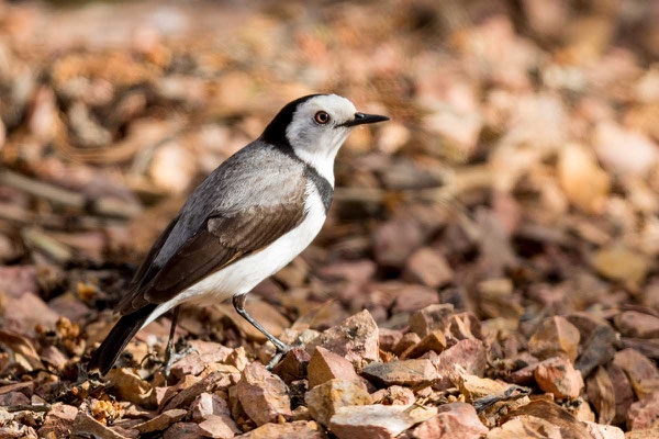 Weißgesicht-Trugschmätzer, White-fronted chat, Epthianura albifrons - 2