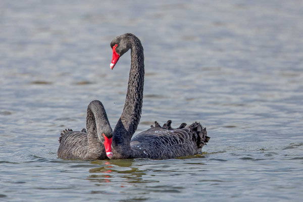 Trauerschwan (Cygnus atratus) - Black swan - 9