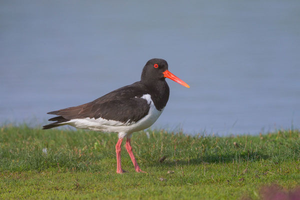 Austernfischer (Haematopus ostralegus) - 11