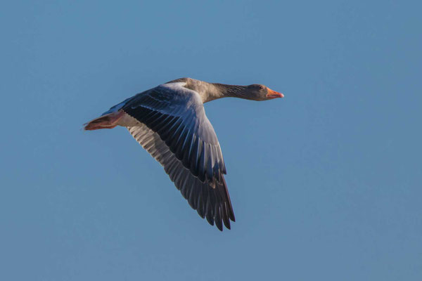 Graugans, Anser anser, Greylag goose - 14