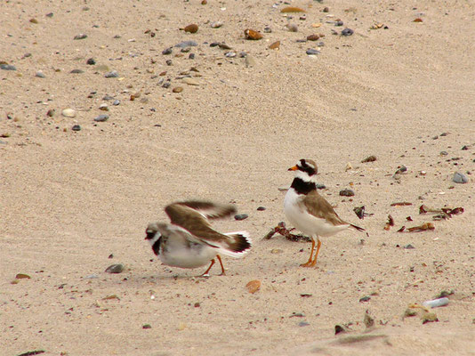 Sandregenpfeifer (Charadrius hiaticula)-cc-3