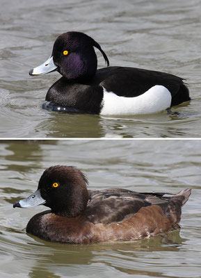 Reiherente,  Aythya fuligula, Tufted Duck - 16