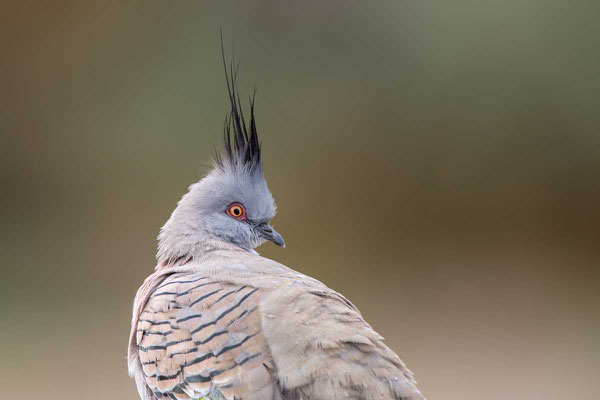 Spitzschopftaube (Ocyphaps lophotes) - Crested pigeon - 5