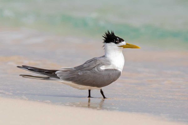 Eilseeschwalbe (Thalasseus bergii) - Greater crested tern - 8