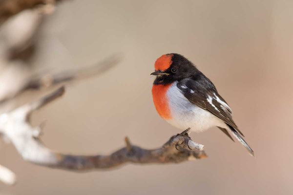 Rotstirn-Schnäpper, Red-capped robin, Petroica goodenovii - 6