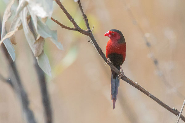 Männlicher Sonnenastrild (Neochmia phaeton) in der Fogg-Dam Conservation Area im Northern Territory von Australien.