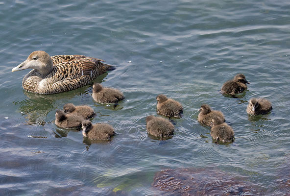 Eiderente, Somateria mollissima, Common Eider - 17