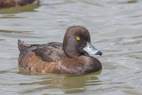 Reiherente,  Aythya fuligula, Tufted Duck - 3