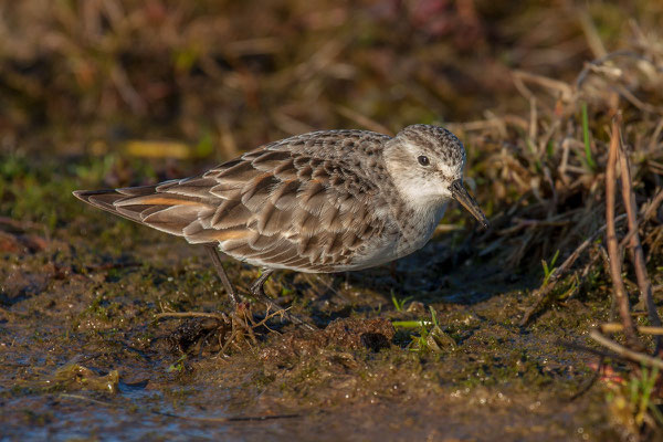 Zwergstrandläufer (Calidris minuta) - 1