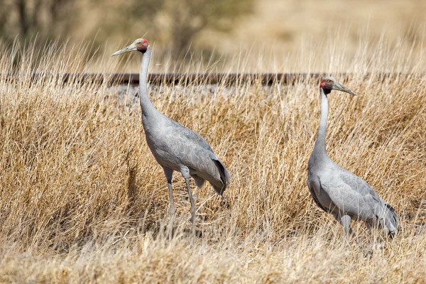 Brolga  Brolgakranich, Antigone rubicunda - 2