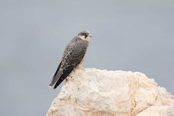 Junger Eleonorenfalke (Falco eleonorae) auf der mallorquinischen Insel Sa Dragonera.