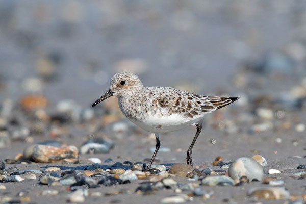 Sanderling (Calidris alba) - 2