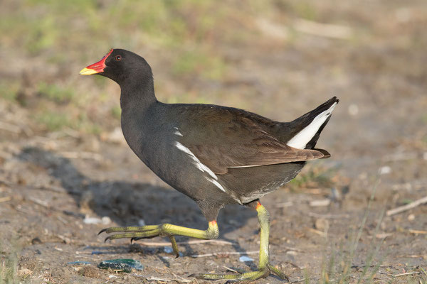 Teichralle (Gallinula chloropus) - 3