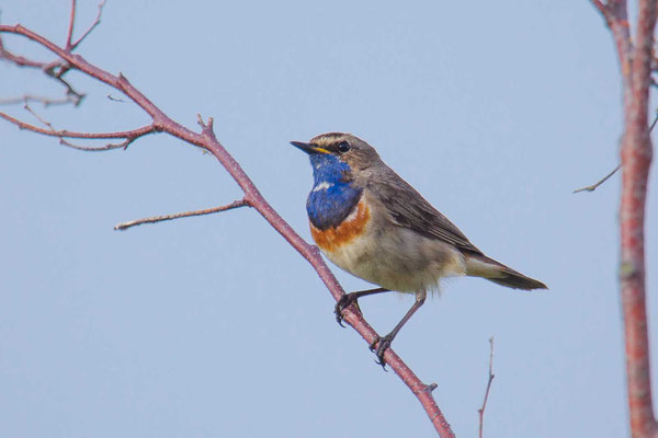 Weißsterniges Blaukehlchen (Luscinia svecica svecica) auf der Insel Texel.