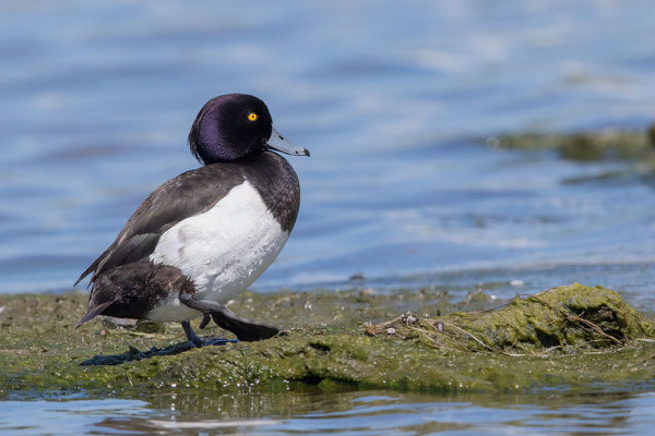 Reiherente,  Aythya fuligula, Tufted Duck - 5