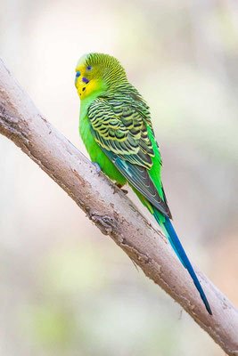 Wellensittich, Budgerigar, Melopsittacus undulatus - 1