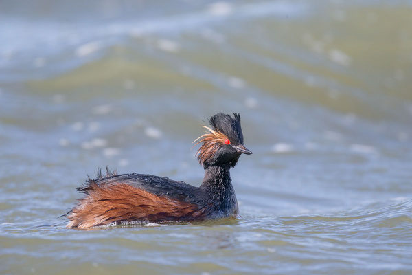 Schwarzhalstaucher (Podiceps nigricollis) - 2