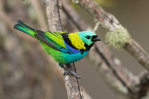 Dreifarbentangare (Tangara seledon) - Green-headed Tanager - 9