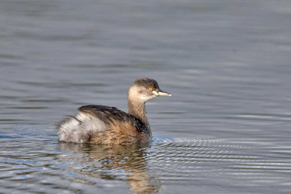 Australische Zwergtaucher (Tachybaptus novaehollandiae) - Australasian grebe - 1