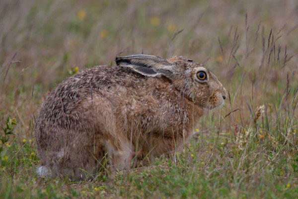 Feldhase (Lepus europaeus) - 5