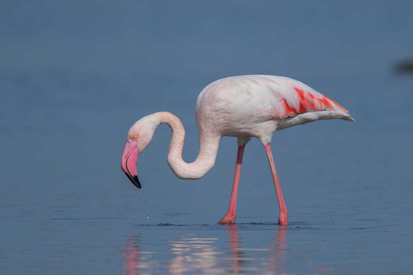 Rosaflamingo (Phoenicopterus roseus) - 5