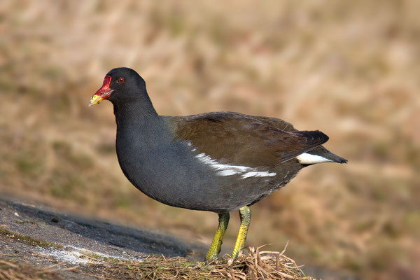 Teichralle (Gallinula chloropus) - 8