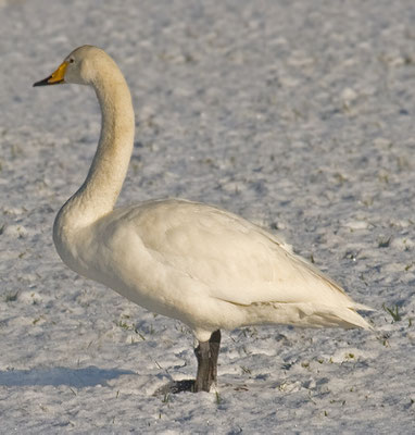 Singschwan  Cygnus cygnus, Whooper Swan - 14