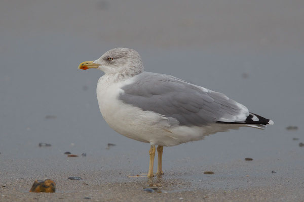 Silbermöwe (Larus argentatus) - 9