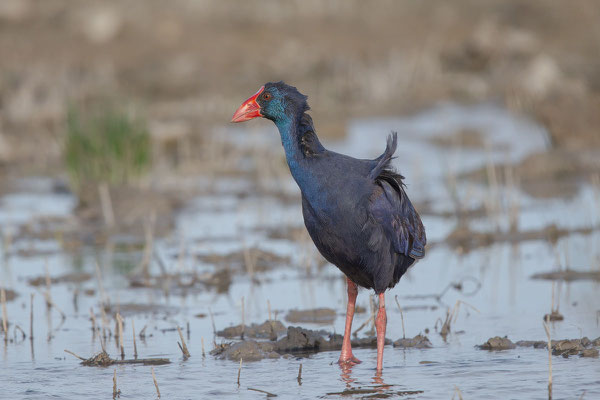 Purpurhuhn (Porphyrio porphyrio) - 6