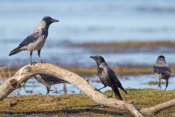 Nebelkrähe (Corvus corone) - 9