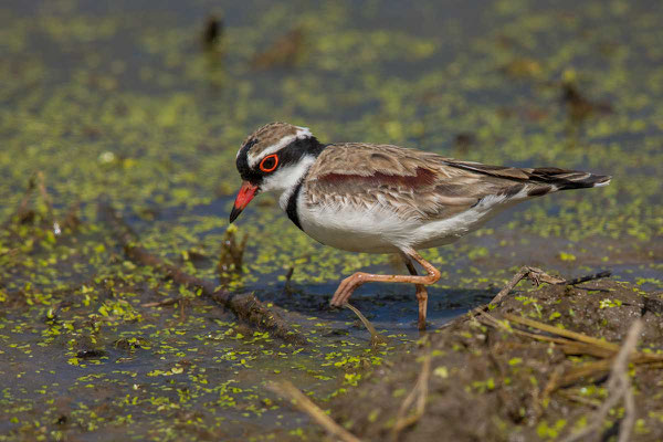 Schwarzstirnregenpfeifer (Elseyornis melanops) - Black-fronted dotterel - 5