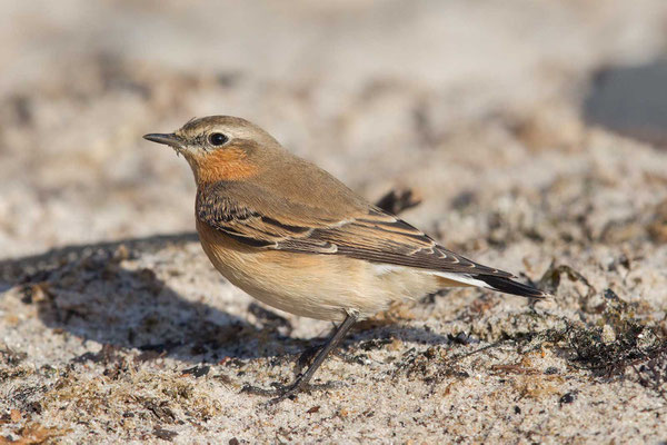 Vermutlich weiblicher Steinschmätzer im Ruhekleid auf Helgoland im Oktober 2014.