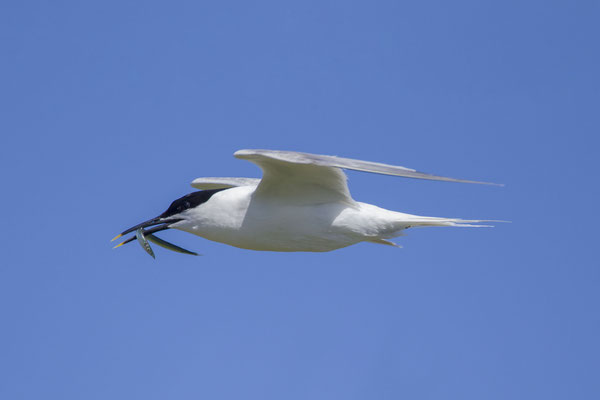 Brandseeschwalbe (Thalasseus sandvicensis) - Sandwich Tern - 7