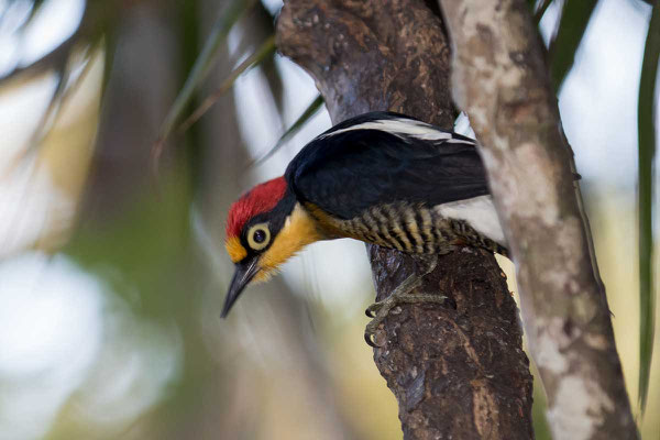 Goldmaskenspecht (Melanerpes flavifrons) - 5