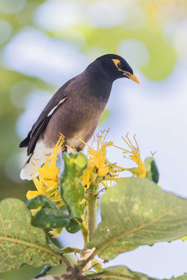 Hirtenmaina (Acridotheres tristis) - 1