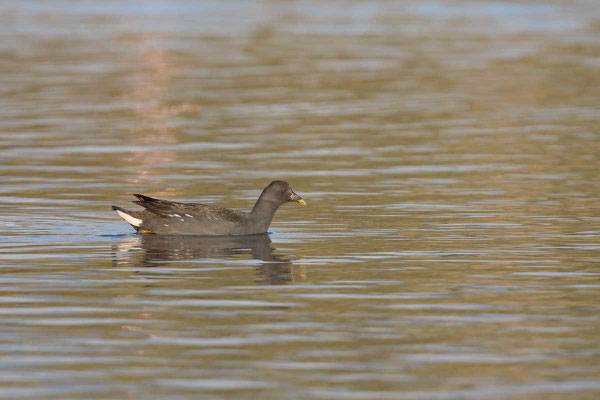 Papua-Teichhuhn, Dusky moorhen, Gallinula tenebrosa - 1