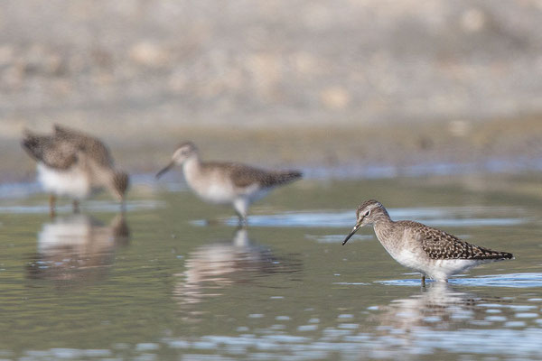 Bruchwasserläufer (Tringa glareola)-cc-2