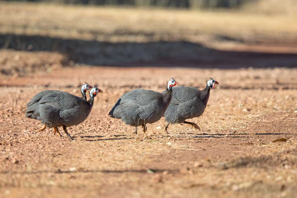 Helmperlhuhn (Numida meleagris) - Helmeted guineafowl - 1