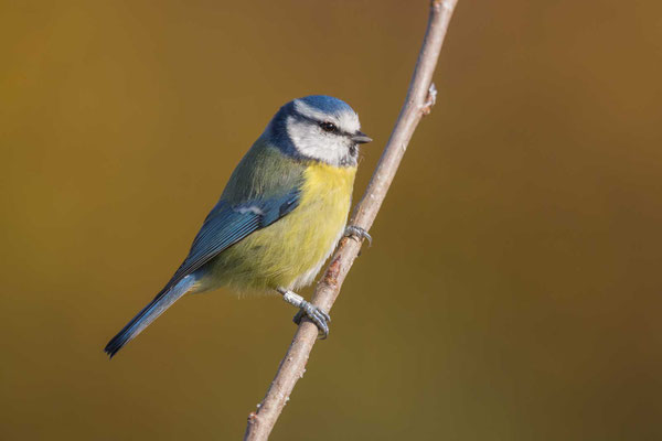 Blaumeise (Cyanistes caeruleus) - 6