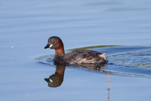 Zwergtaucher (Tachybaptus ruficollis) - 3