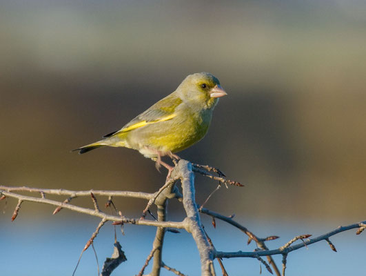 Grünfink (Carduelis chloris) - European greenfinch - 7